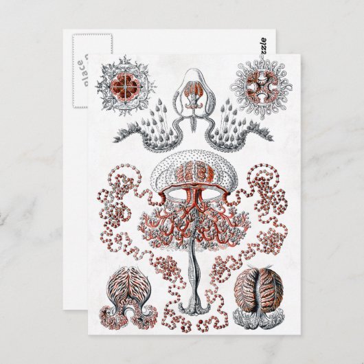 Carte postale Anthomedusae (Devant / Derrière)