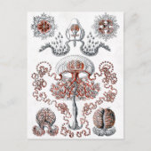 Carte postale Anthomedusae (Devant)