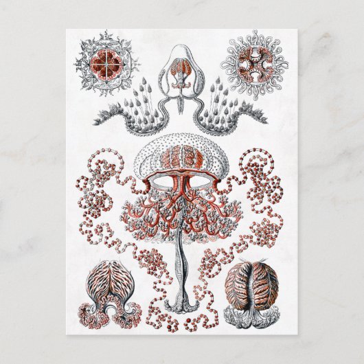 Carte postale Anthomedusae (Devant)