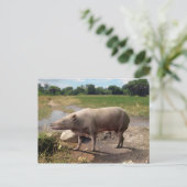 Carte postale Anthracotherium ("Bête de charbon") (Debout devant)