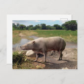 Carte postale Anthracotherium ("Bête de charbon") (Devant / Derrière)