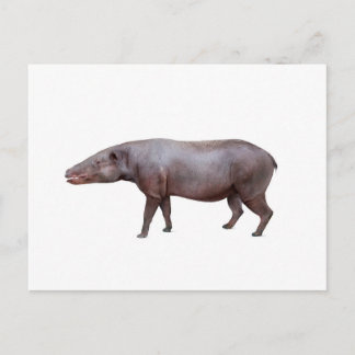 Carte postale Anthracotherium ("Bête de charbon"),