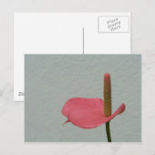 Carte Postale Anthurium (Devant / Derrière)