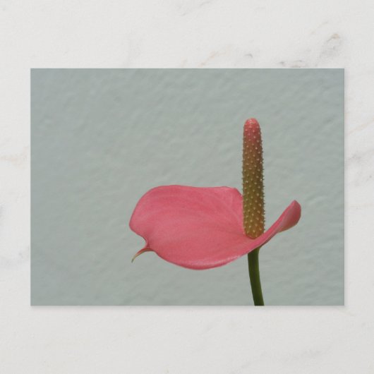 Carte Postale Anthurium (Devant)