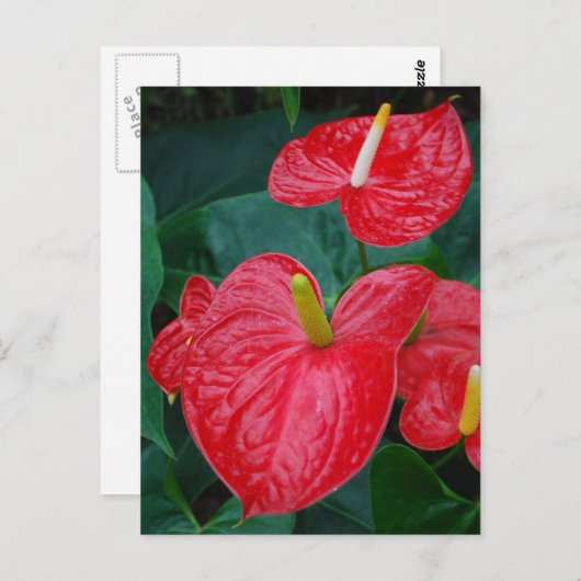 Carte Postale anthurium rouge - fleur tropicale (Devant / Derrière)
