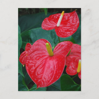 Carte Postale anthurium rouge - fleur tropicale