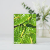 Carte Postale Anthuriums Midori (Debout devant)