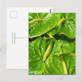 Carte Postale Anthuriums Midori (Devant / Derrière)