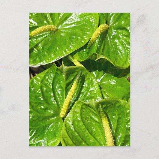 Carte Postale Anthuriums Midori (Devant)