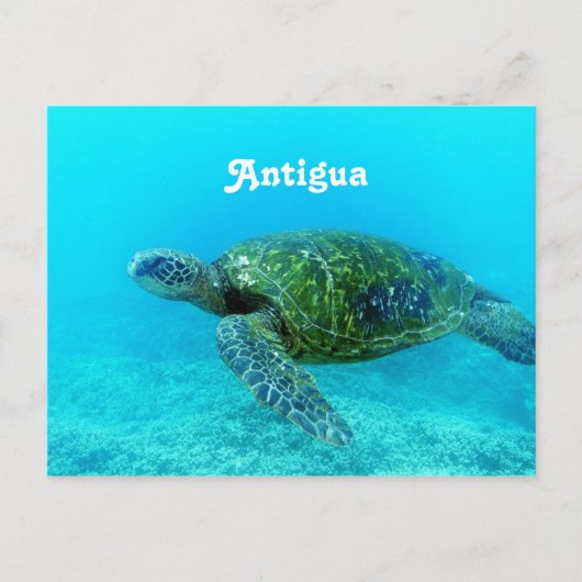 Carte Postale Antigua Hawk Tortue Billed Turtle (Devant)