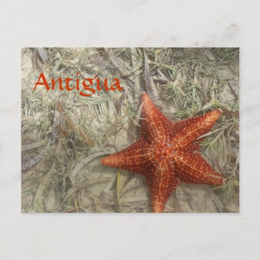 Carte postale Antigua Starfish (Devant)
