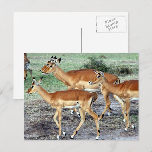 Carte Postale antilope (Devant / Derrière)