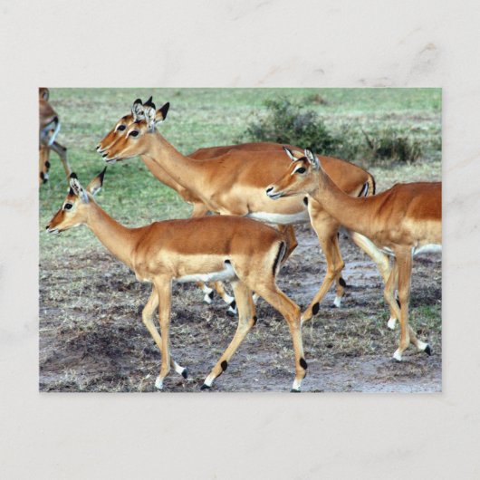 Carte Postale antilope (Devant)