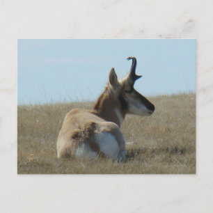 Carte Postale Antilope d'Amérique A16 faisant la sieste