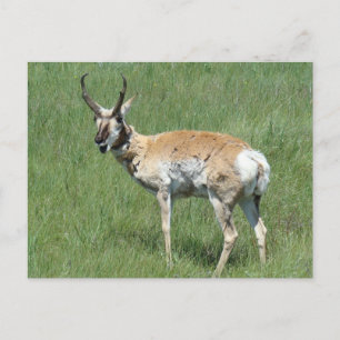 Carte Postale Antilope d'Amérique A3 en train de mâcher