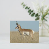 Carte Postale Antilope d'Amérique A46 (Debout devant)