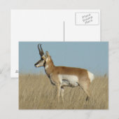 Carte Postale Antilope d'Amérique A46 (Devant / Derrière)
