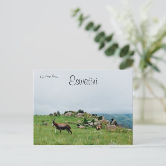 Carte Postale Antilope dans le parc national de Swaziland Eswati (Debout devant)