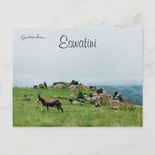 Carte Postale Antilope dans le parc national de Swaziland Eswati