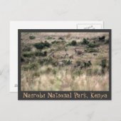 Carte Postale Antilopes Eland dans le Parc national de Nairobi,  (Devant / Derrière)