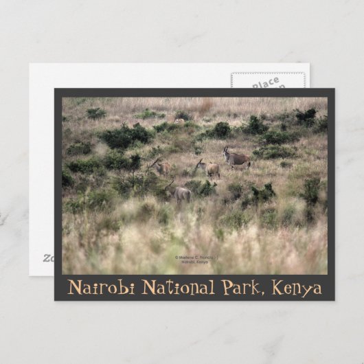 Carte Postale Antilopes Eland dans le Parc national de Nairobi,  (Devant / Derrière)