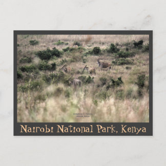 Carte Postale Antilopes Eland dans le Parc national de Nairobi,