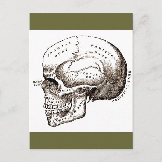 Carte Postale Antique Anatomie Crâne anatomique (Devant)