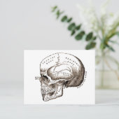 Carte Postale Antique Anatomie Crâne anatomique (Debout devant)