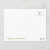 Carte Postale Antique Biplane (Dos)