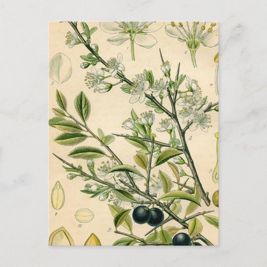 Carte Postale Antique Blackthorn Botanique Imprimé Fleur Berry (Devant)