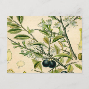 Carte Postale Antique Blackthorn Botanique Imprimé Fleur Berry