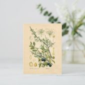 Carte Postale Antique Blackthorn Botanique Imprimé Fleur Berry (Debout devant)