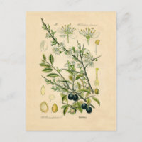Antique Blackthorn Botanique Imprimé Fleur Berry