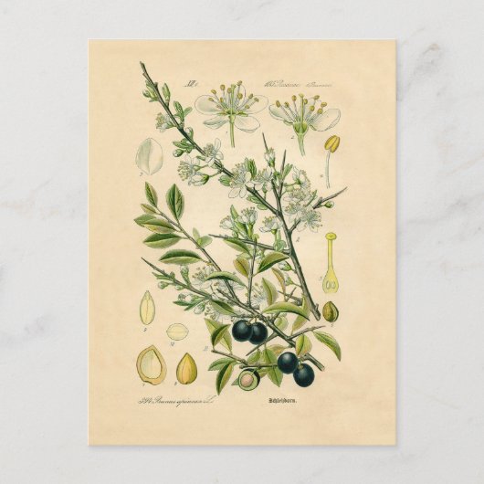 Carte Postale Antique Blackthorn Botanique Imprimé Fleur Berry (Devant)