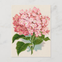 Antique Botanique Romantique Pink Hydrangea