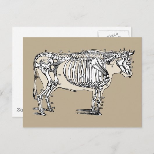 Carte Postale Antique Cow Skeleton Bones (Devant / Derrière)