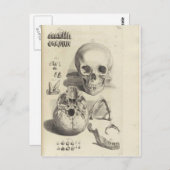 Carte postale Antique Crâne Anatomie (Devant / Derrière)