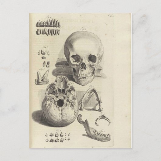 Carte postale Antique Crâne Anatomie (Devant)