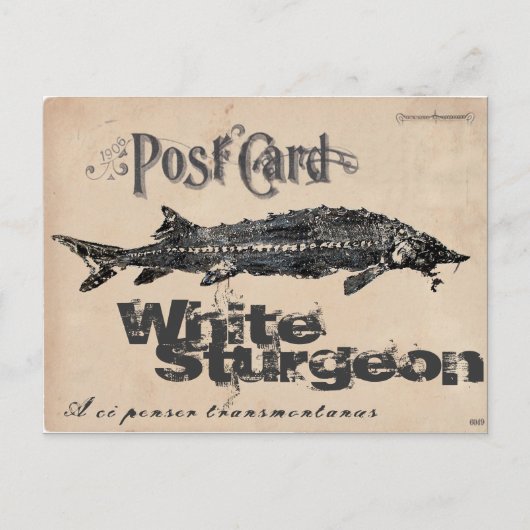 Carte postale antique d'esturgeon blanc-Gyotaku (Devant)