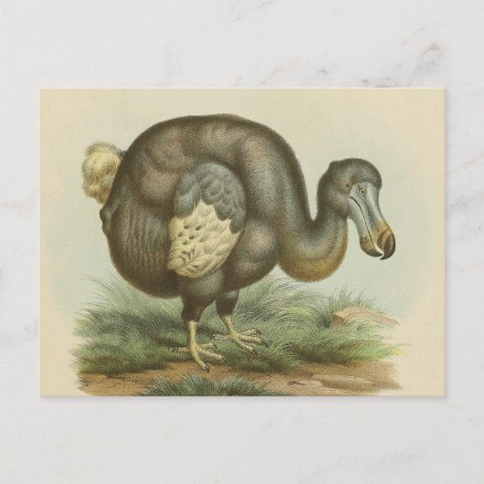Carte postale Antique Dodo Bird Histoire naturelle (Devant)