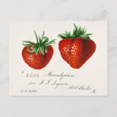 Carte Postale Antique fraises Griscom Passmor (Devant)