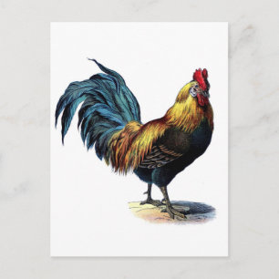 Carte Postale Antique Imprimer Cockerel Vintage coq au coq au co