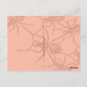 Carte Postale Ants (homonymie) (Dos)