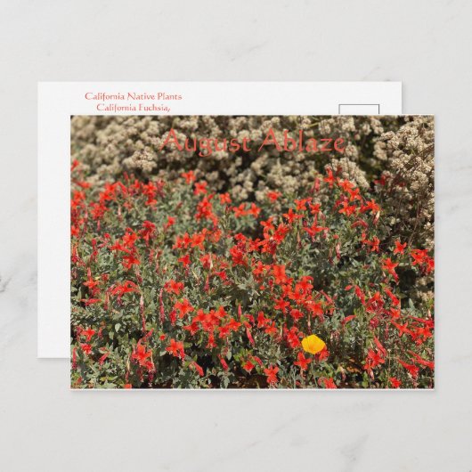 Carte Postale Août (Devant / Derrière)