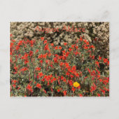 Carte Postale Août (Devant)