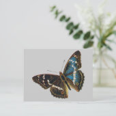 Carte Postale Apatura iris (Debout devant)