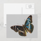 Carte Postale Apatura iris (Devant / Derrière)