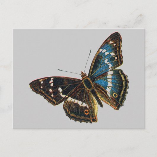 Carte Postale Apatura iris (Devant)