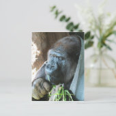 Carte Postale Ape hood ~ Japonais Gorilla Manger (Debout devant)