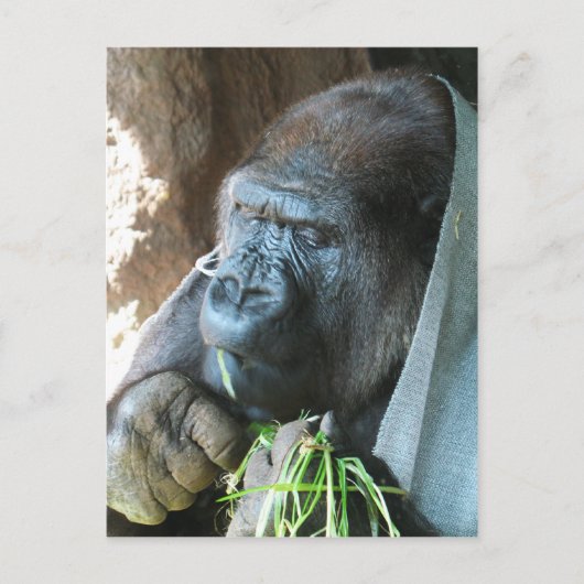 Carte Postale Ape hood ~ Japonais Gorilla Manger (Devant)